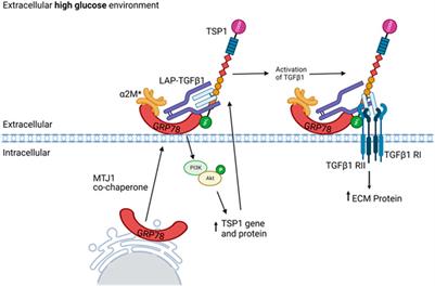 Cell surface GRP78 regulates TGFβ1-mediated profibrotic responses via TSP1 in diabetic kidney disease